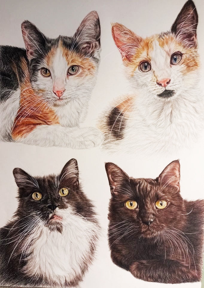 Pet Portraits in Color Pencils